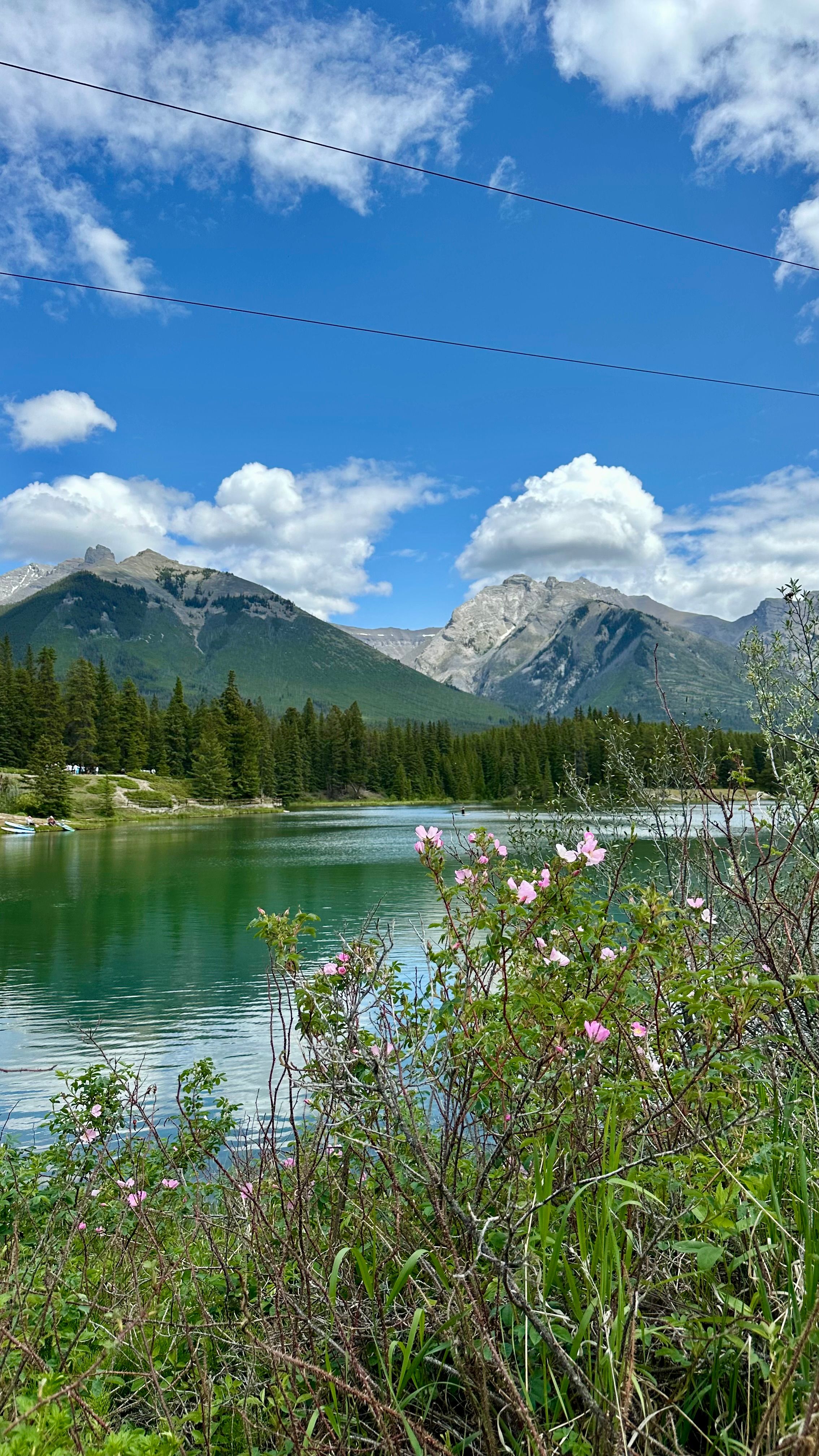 Scenic Mountain Lake with Blooming Wildflowers · Free Stock Photo