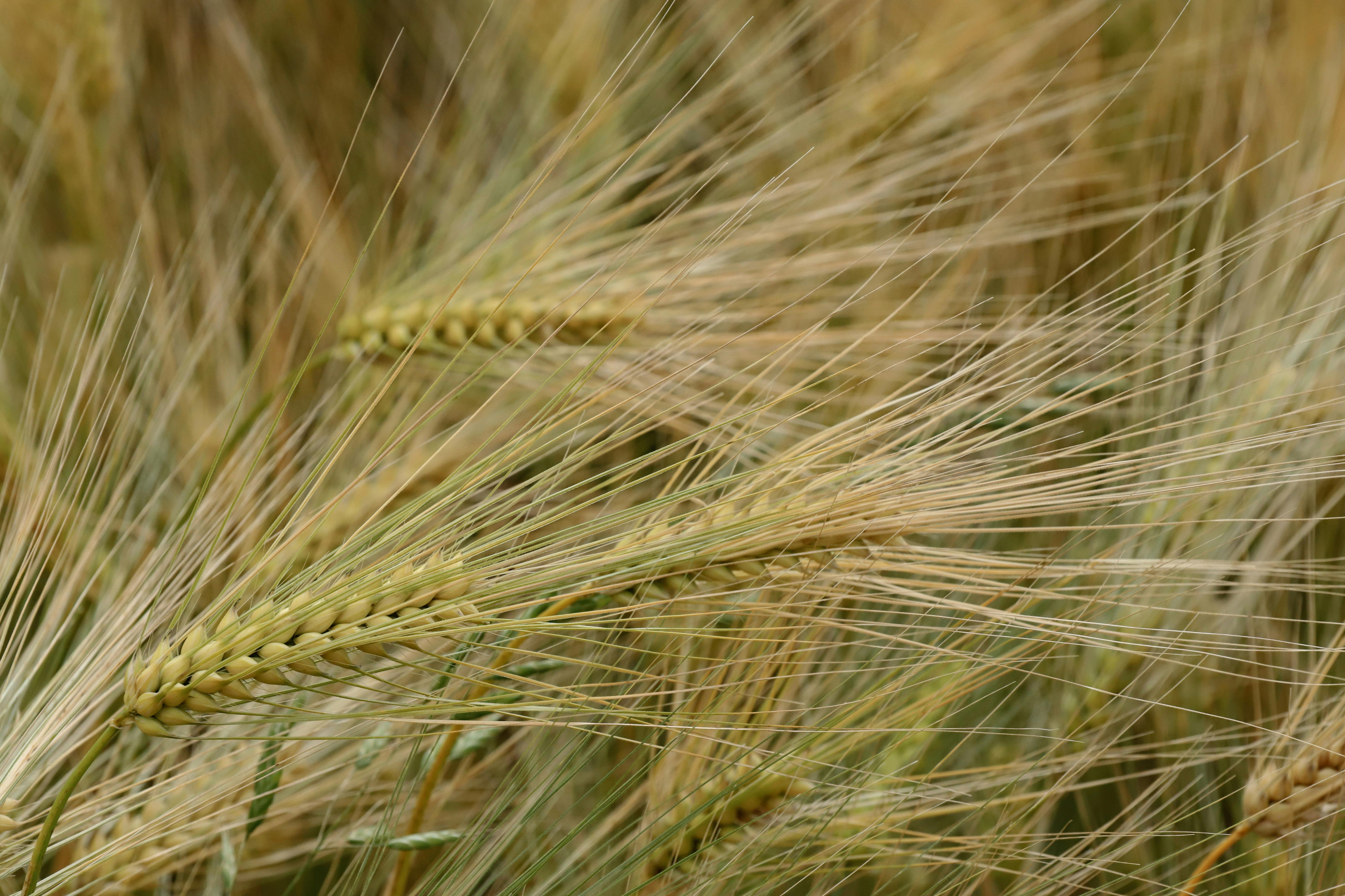Timing de aplicação do elicitor PSP1 determina controle de Fusarium e qualidade da cevada