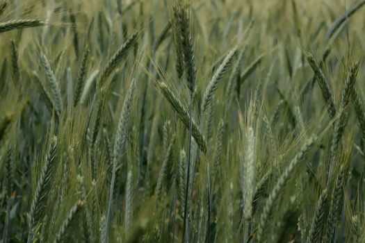 Noi reglementări pentru catalogul soiurilor de plante de cultură în România