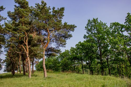 Free Lush green forest with pine and oak trees under a clear blue sky, showcasing natural beauty. Stock Photo
