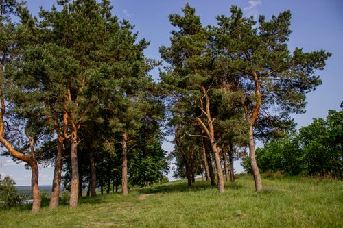Free A tranquil forest path lined with tall pine trees under a clear blue sky, capturing nature's beauty. Stock Photo