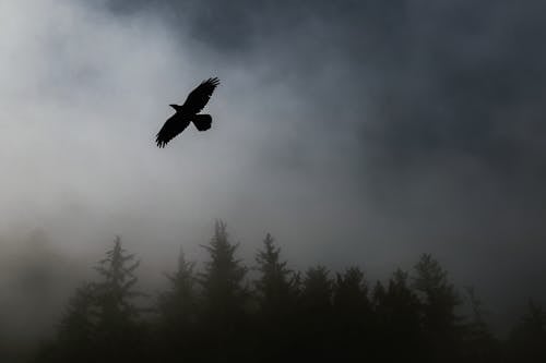 Pássaro Voando Sobre árvores Durante Tempo De Nevoeiro