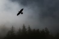 一只轮廓鲜明的鸟在雾蒙蒙的森林上方翱翔，创造出一个神秘而宁静的场景