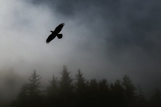 A bird in silhouette soars above a foggy forest creating a mysterious and serene scene.