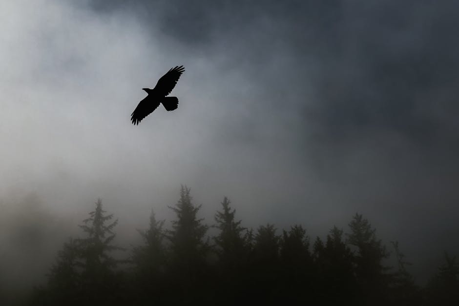 Bird flying over Trees during Foggy Weather