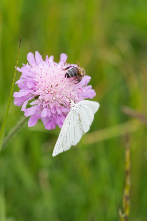 Free Close-up of a bee and butterfly on a pink flower in a green meadow. Stock Photo