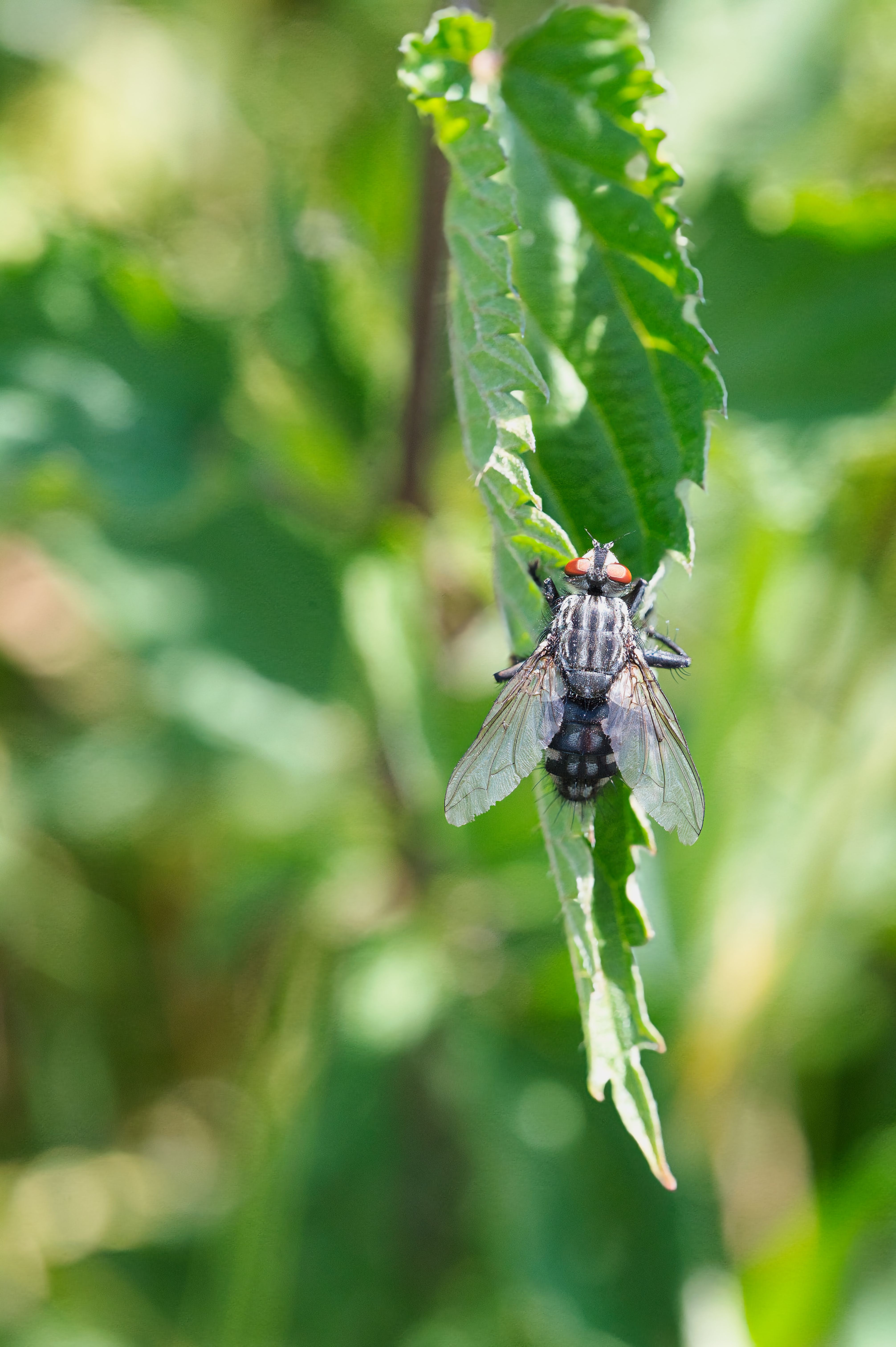 Close-Up of a Common Fly on Green Leaf · Free Stock Photo