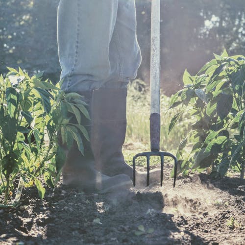 Бесплатное стоковое фото с садоводство, трудолюбивый, фермер