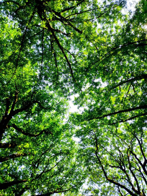 Free Scenic view of vibrant green tree canopy in a lush forest, perfect for nature backgrounds. Stock Photo