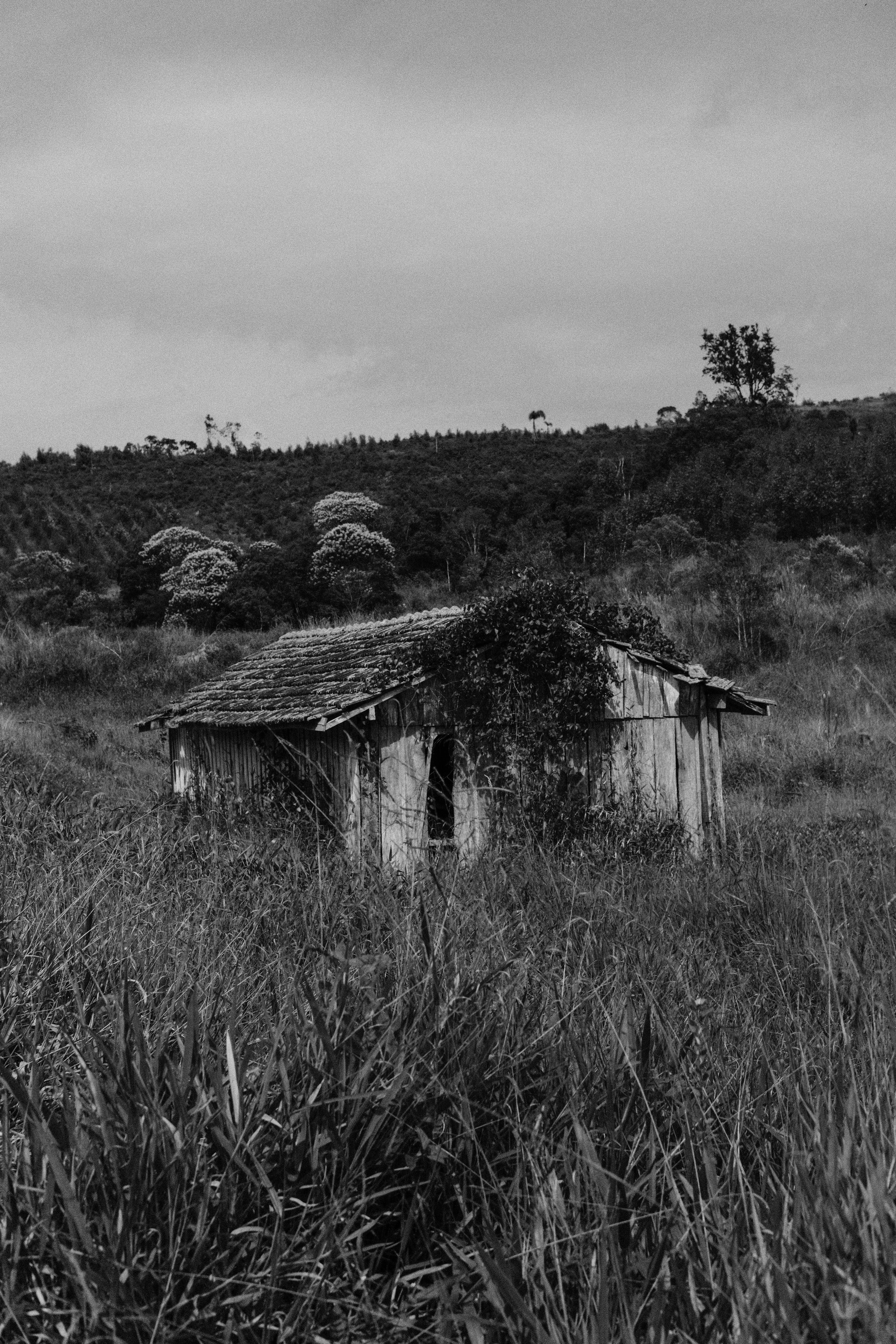 A black and white image of an abandoned cottage surrounded by wild grass and trees.