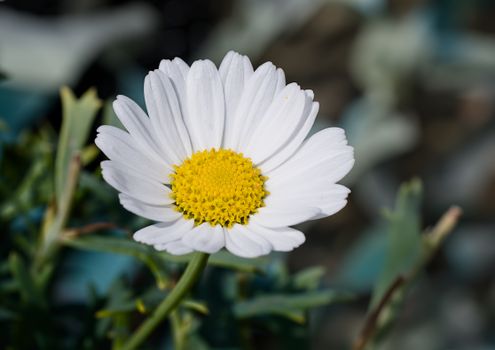 Marguerittes