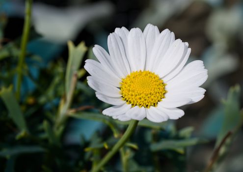 Marguerittes