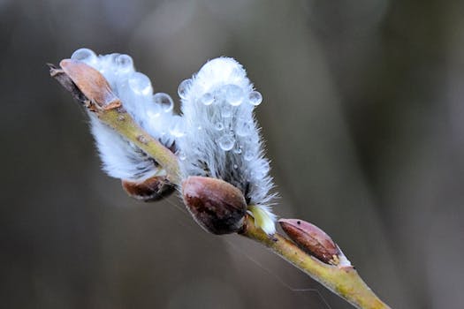 Macro shot of pussy willow bud with water droplets highlighting its delicate texture.