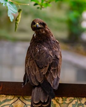 black kite bird