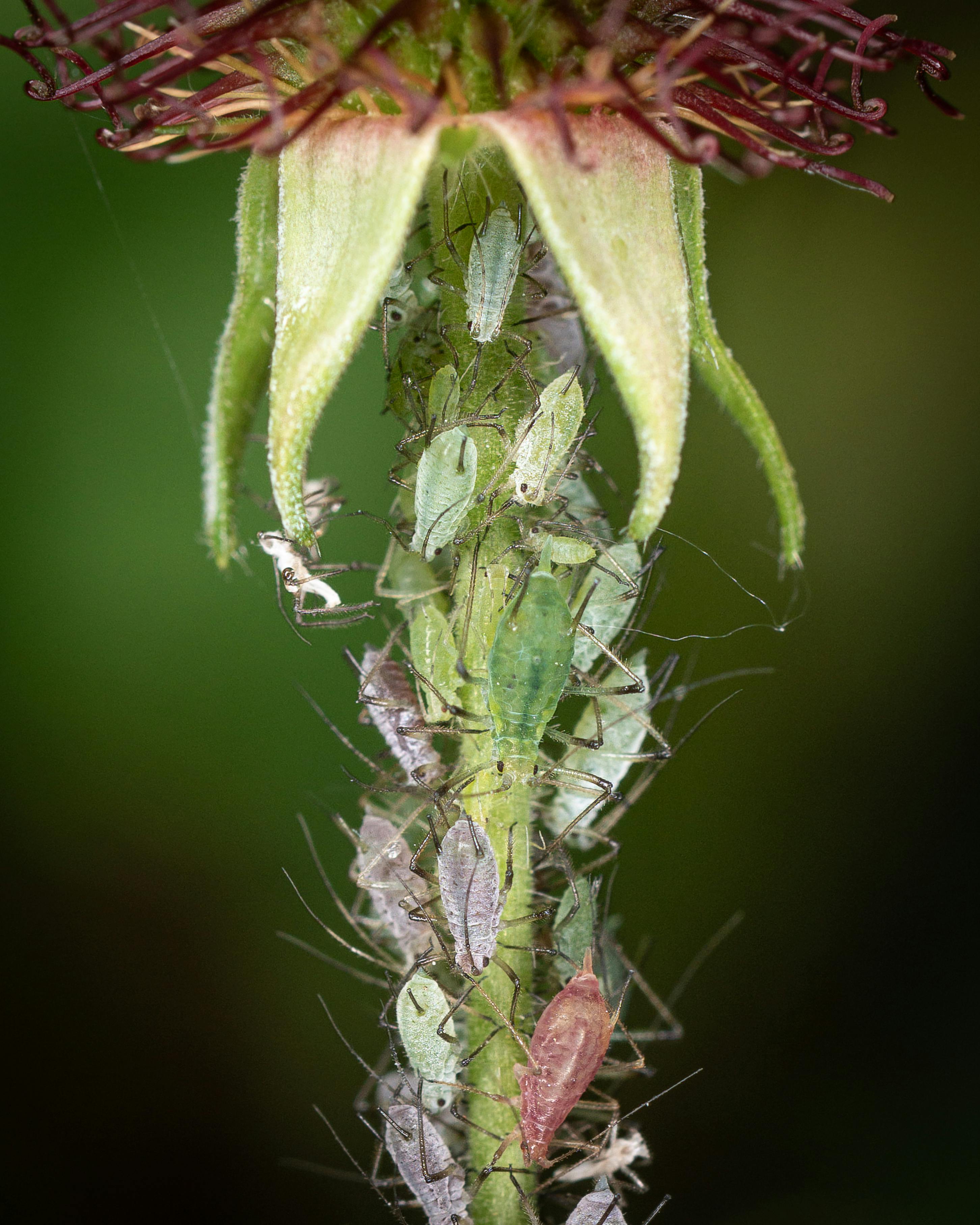aphids on bean plant UK organic pest control