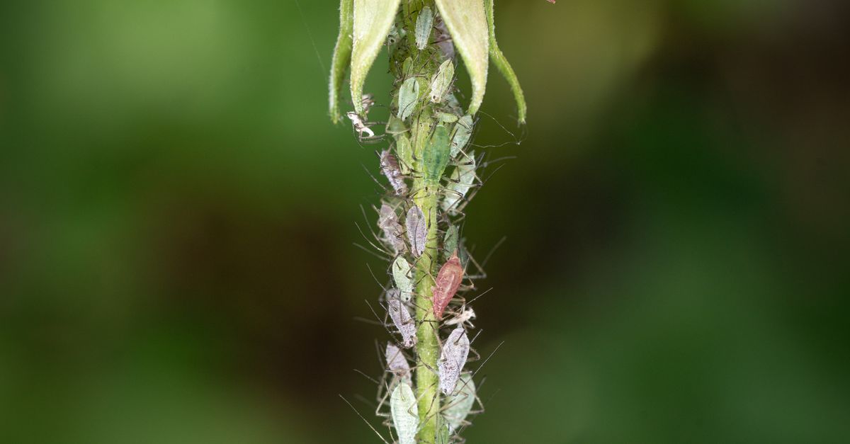 Stwm Insect Close-up of Wild Plant Stem with Insects · Free Stock Photo