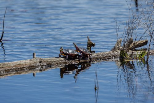 Free Two painted turtles basking on a log in a serene pond in Sudbury, Massachusetts. Stock Photo