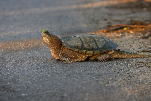A snapping turtle makes its way across a road in Southborough, Massachusetts, showcasing wildlife behavior.