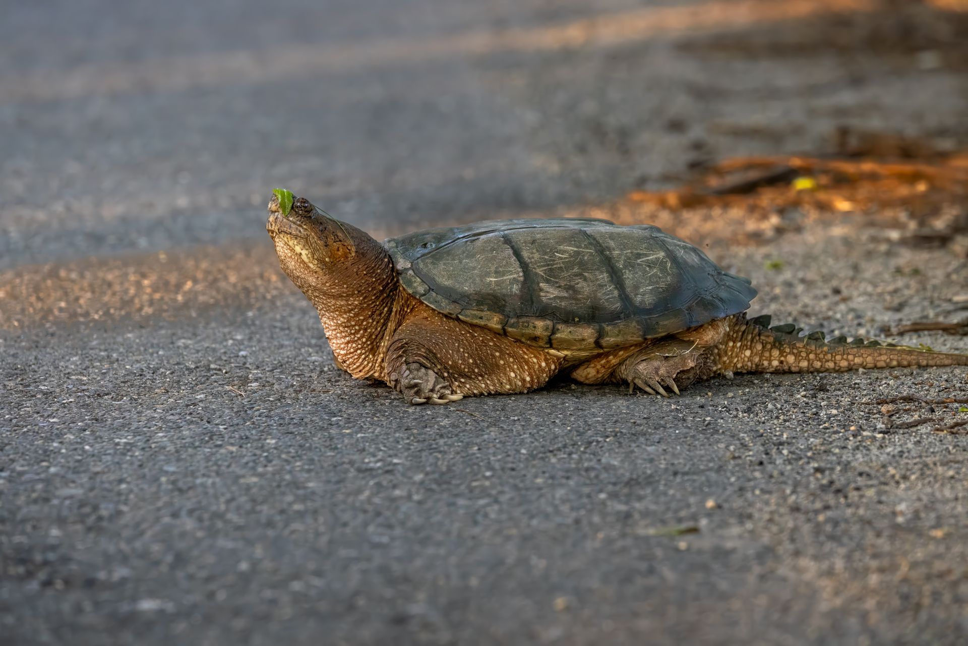 A snapping turtle makes its way across a road in Southborough, Massachusetts, showcasing wildlife behavior.