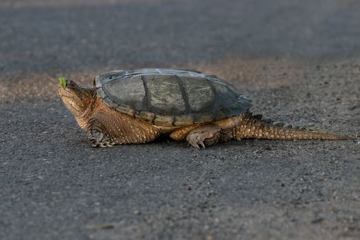 Close-up image of a snapping turtle on a road in Southborough, Massachusetts.