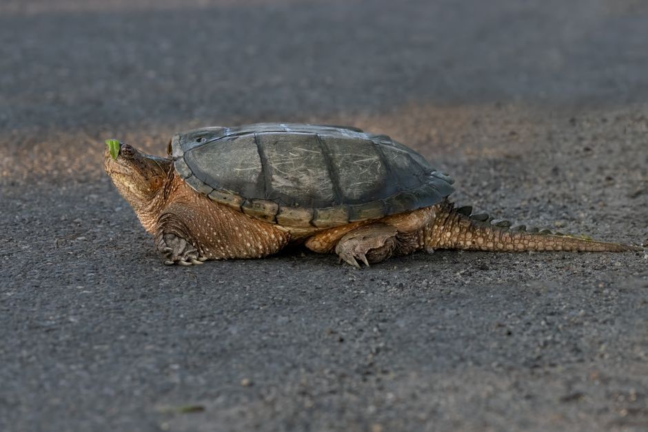 Close-up image of a snapping turtle on a road in Southborough, Massachusetts.