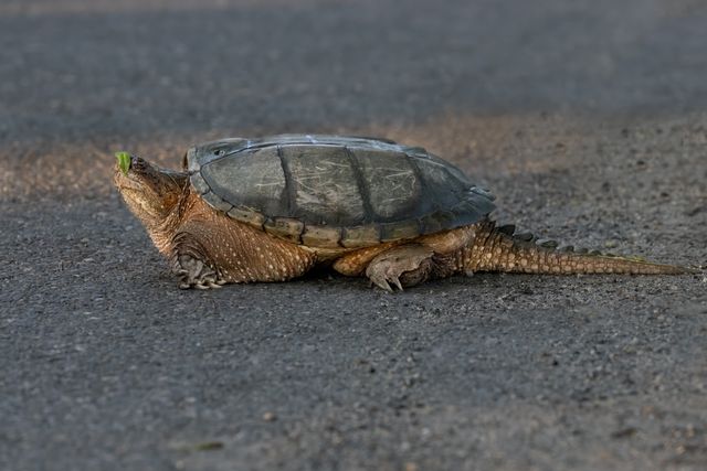 Common Snapping Turtle News: Behavior, Ecology, and Facts