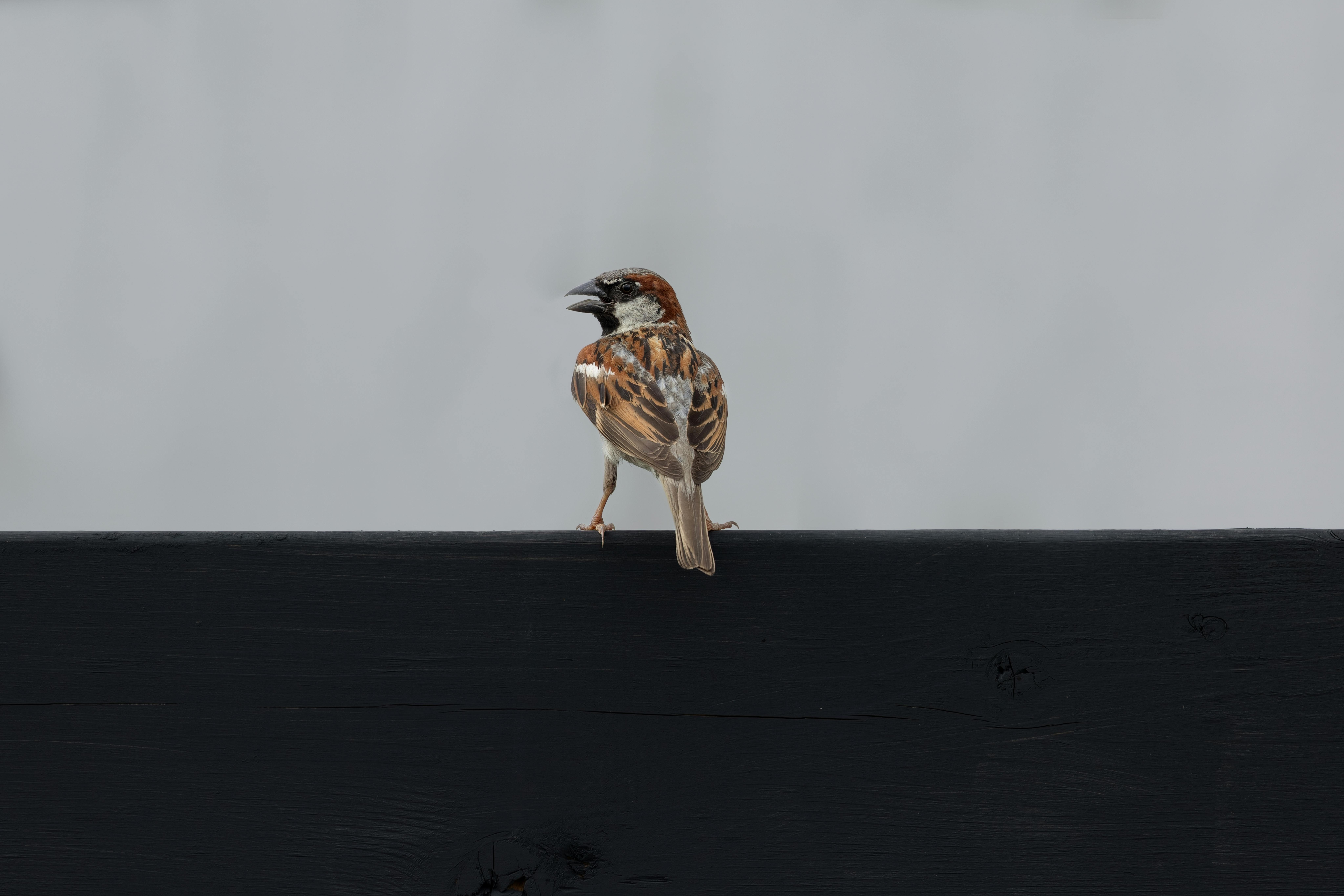 The Rise of Odor-Neutral Retail: Transforming Shopping Experiences