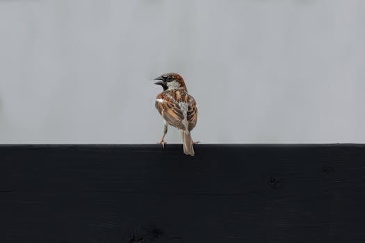 古代官兵追捕场景