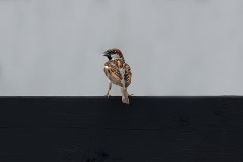 Free A house sparrow resting on a black wooden fence against a neutral background in Southborough, Massachusetts. Stock Photo