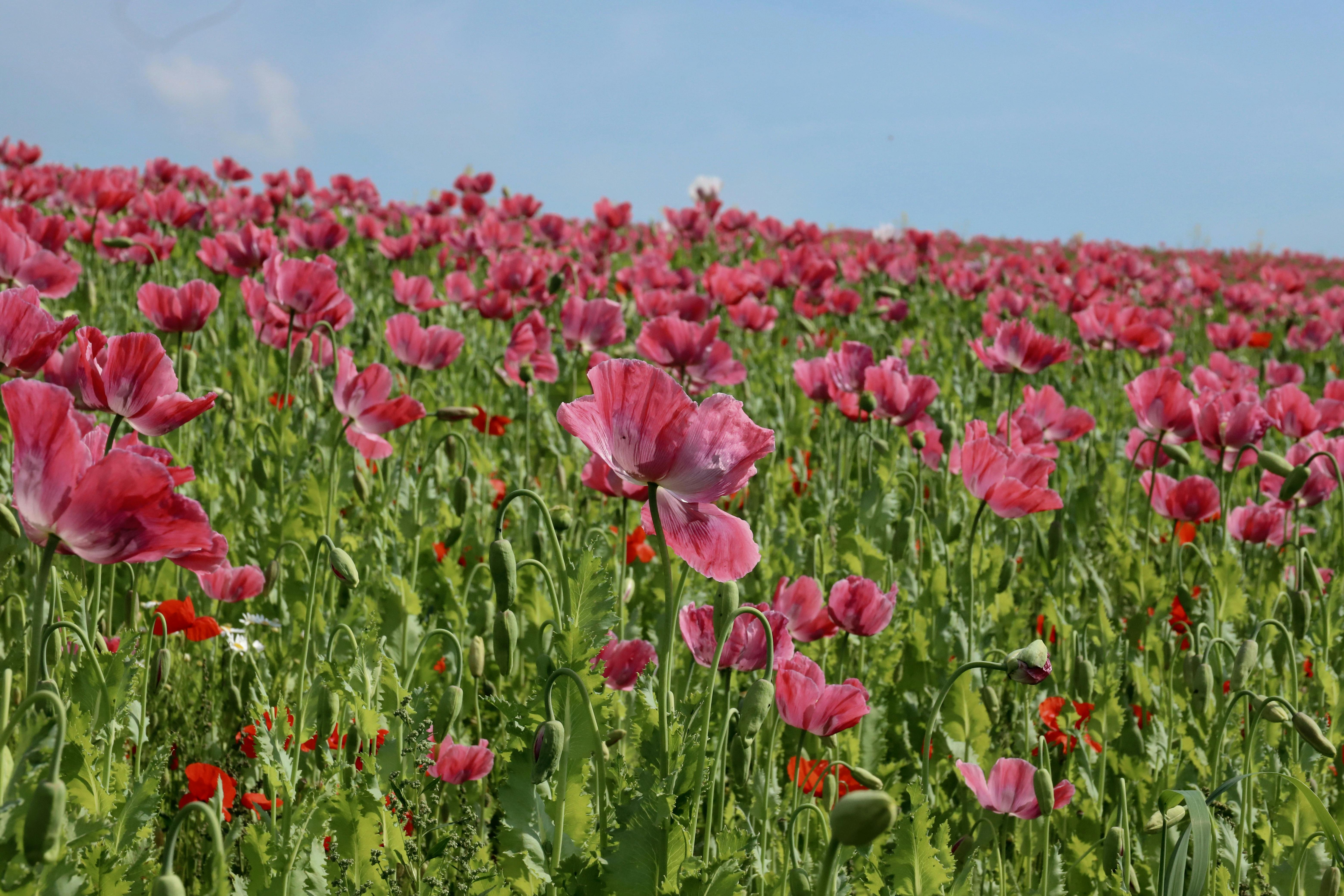 Explore a stunning field of pink poppies in full bloom under a clear blue sky in Meißner, Germany.