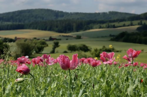 Free A beautiful summer landscape featuring a vibrant field of poppies in Meißner, Hessen. Stock Photo
