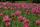field of flowers