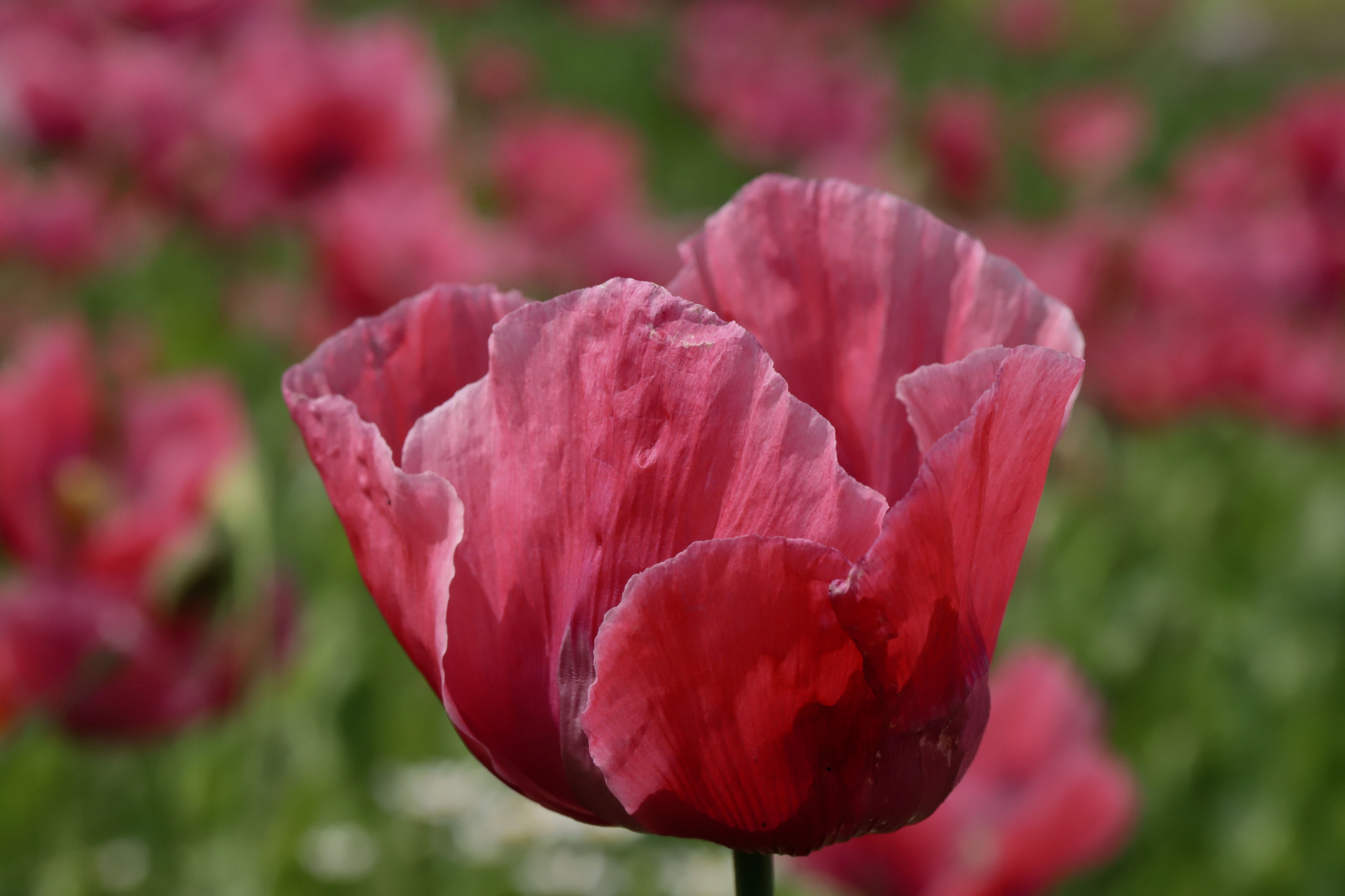 Vibrant Red Poppy Bloom in Meißner Field · Free Stock Photo