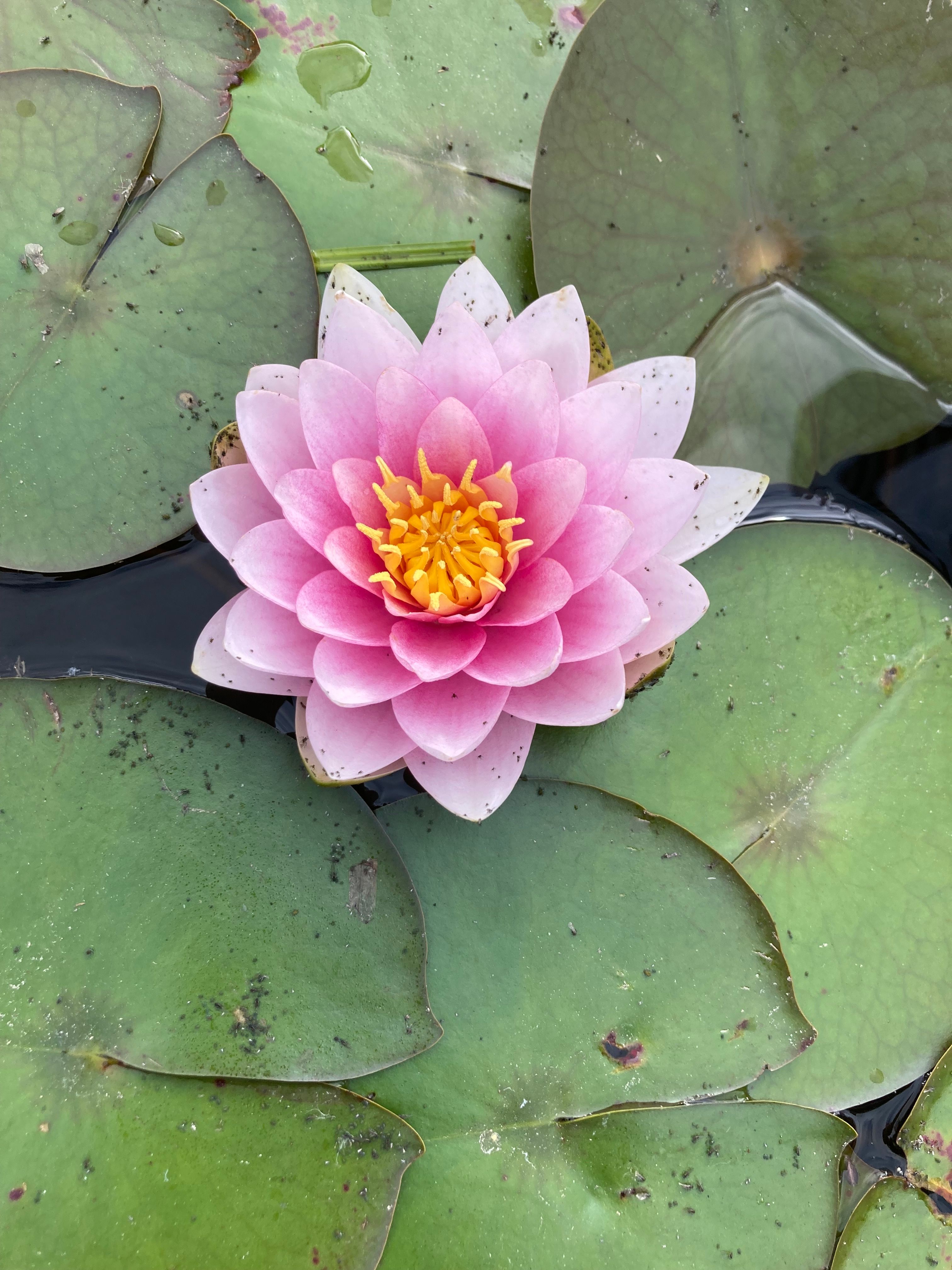 Vibrant Pink Water Lily on Pond Surface · Free Stock Photo