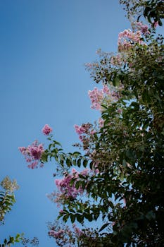 Beautiful pink lilac blooms against a clear blue sky in Saltillo, México.