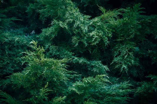 A detailed view of dark green juniper shrub foliage, showcasing texture and evergreen beauty.