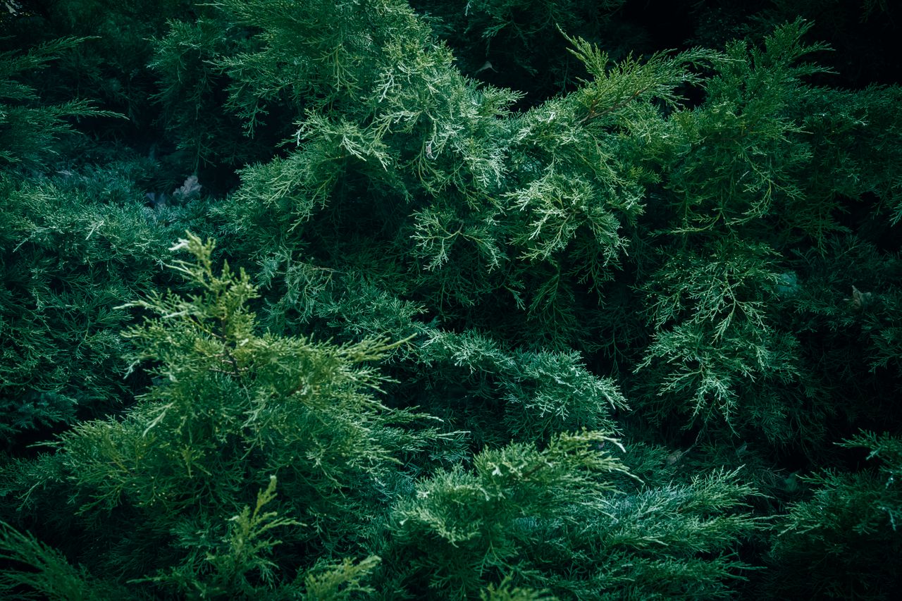 a detailed view of dark green juniper shrub foliage showcasing texture