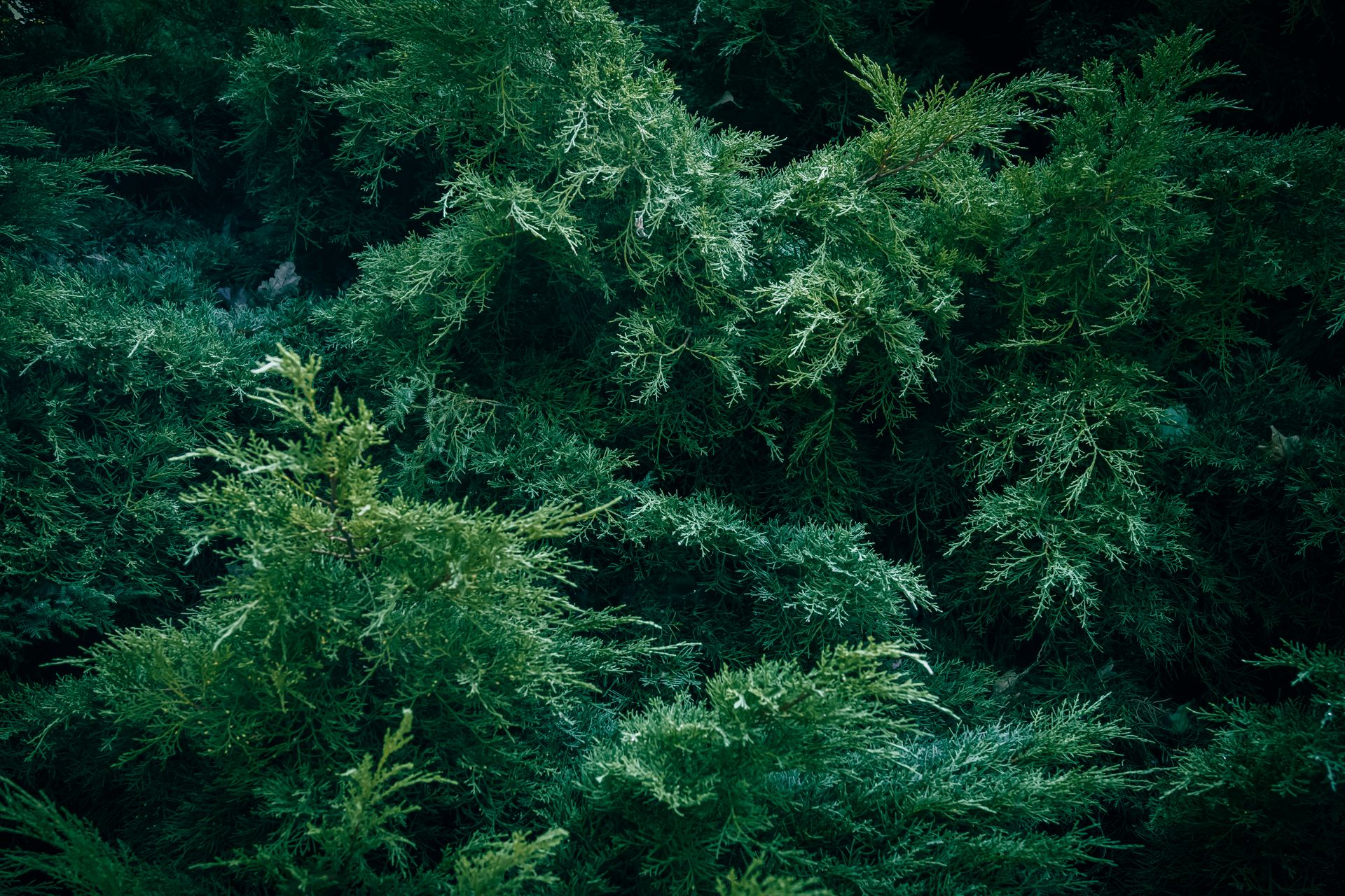 A detailed view of dark green juniper shrub foliage, showcasing texture and evergreen beauty.