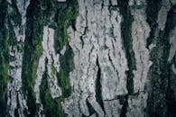 Textured Tree Bark with Green Moss Close-Up