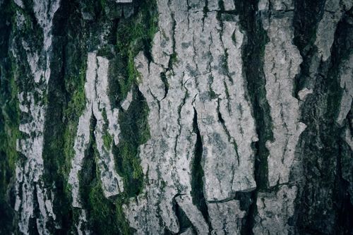 Free Detailed close-up of textured tree bark covered with lush green moss. Stock Photo