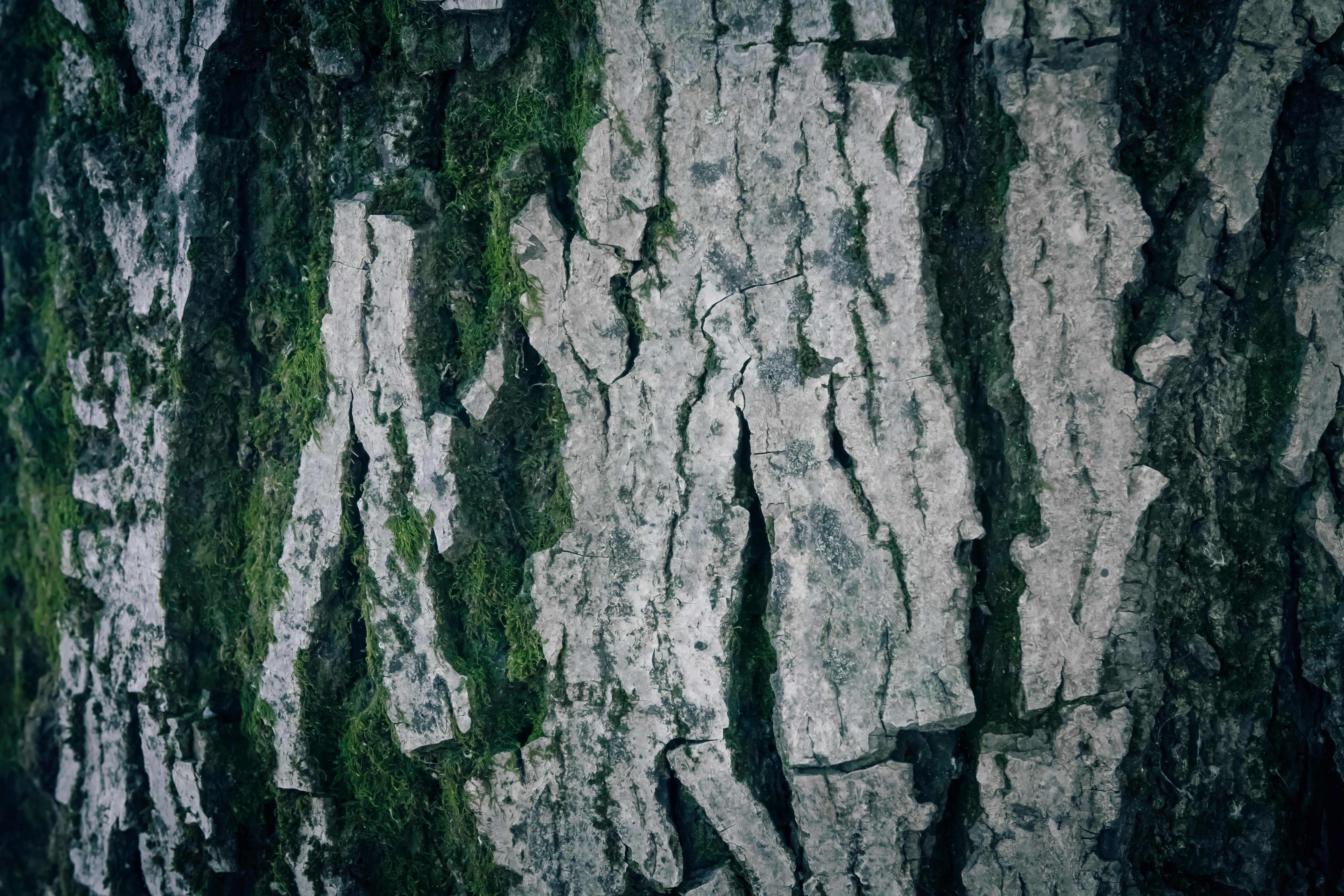 Gratis Un Primer Plano De La Corteza Del Nogal Negro Con Musgo Verde. Foto de stock