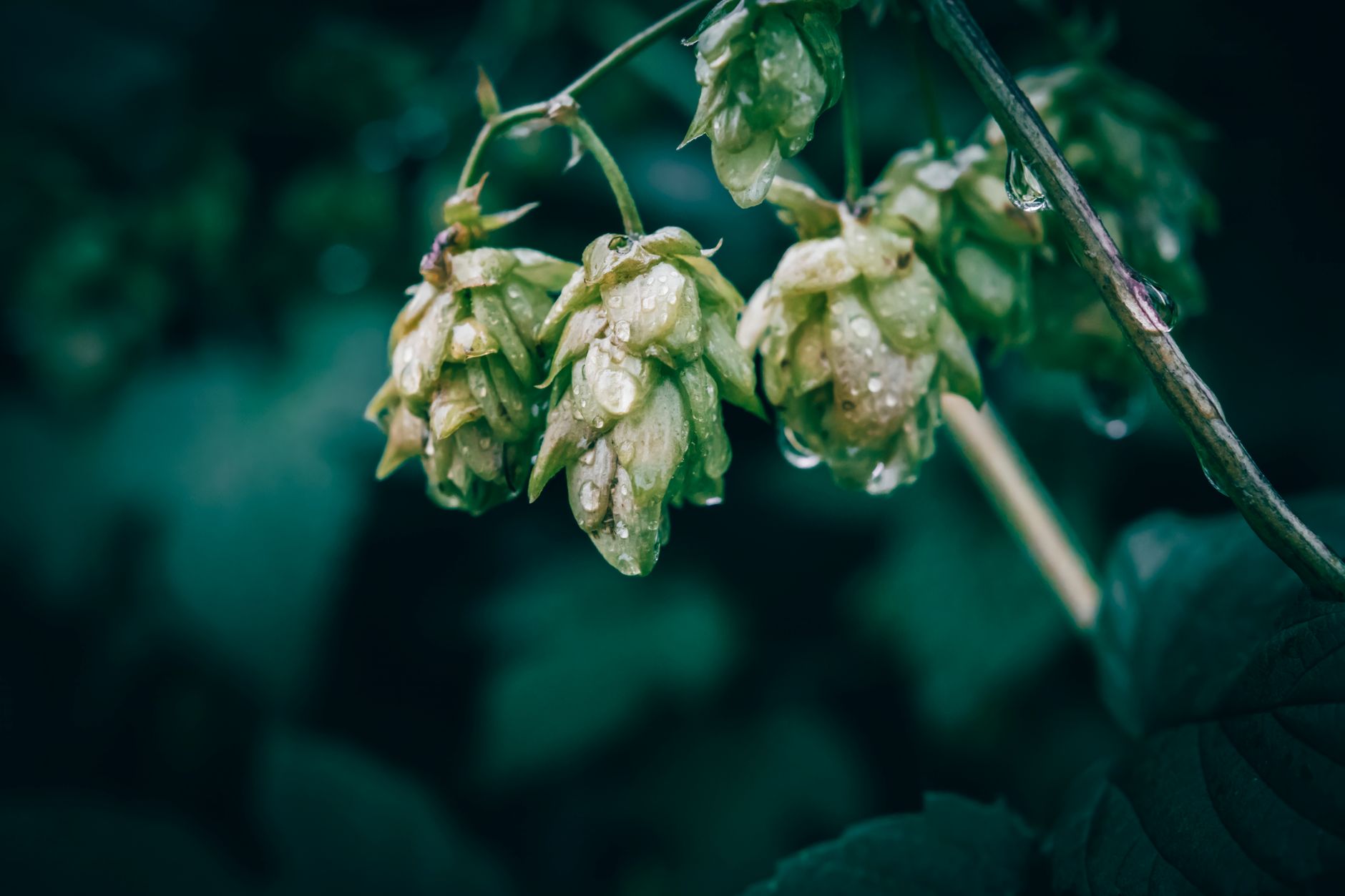 Hops Flowers Botanical Photo