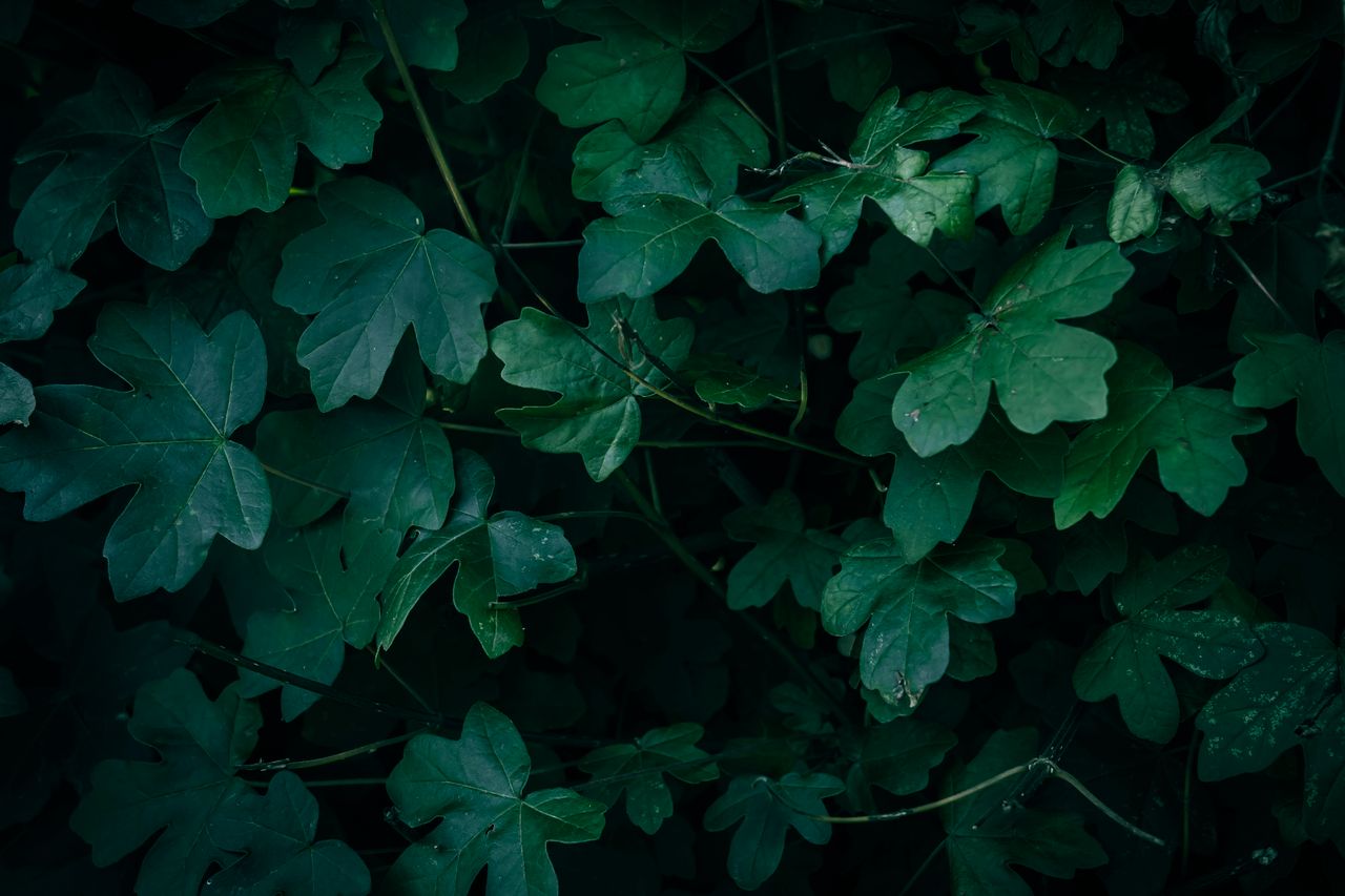close up of dark green field maple leaves with a textured pattern show