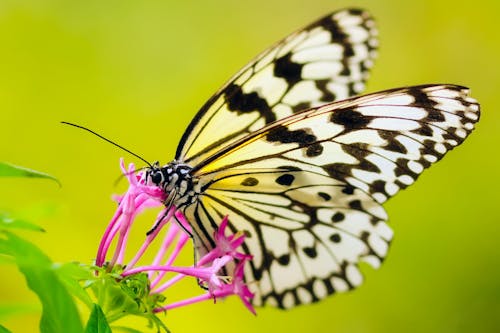 免费 蝴蝶授粉花的特写镜头 素材图片