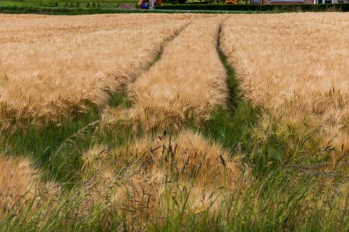 Free Lush golden wheat field with tractor paths under clear sky captured during daytime in rural setting. Stock Photo