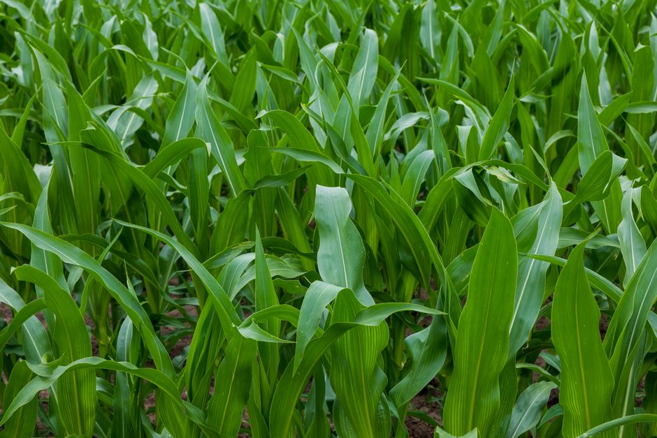Dense young green maize leaves in a field — keep the crop weed-free through the first few weeks, when weeds do the most damage.