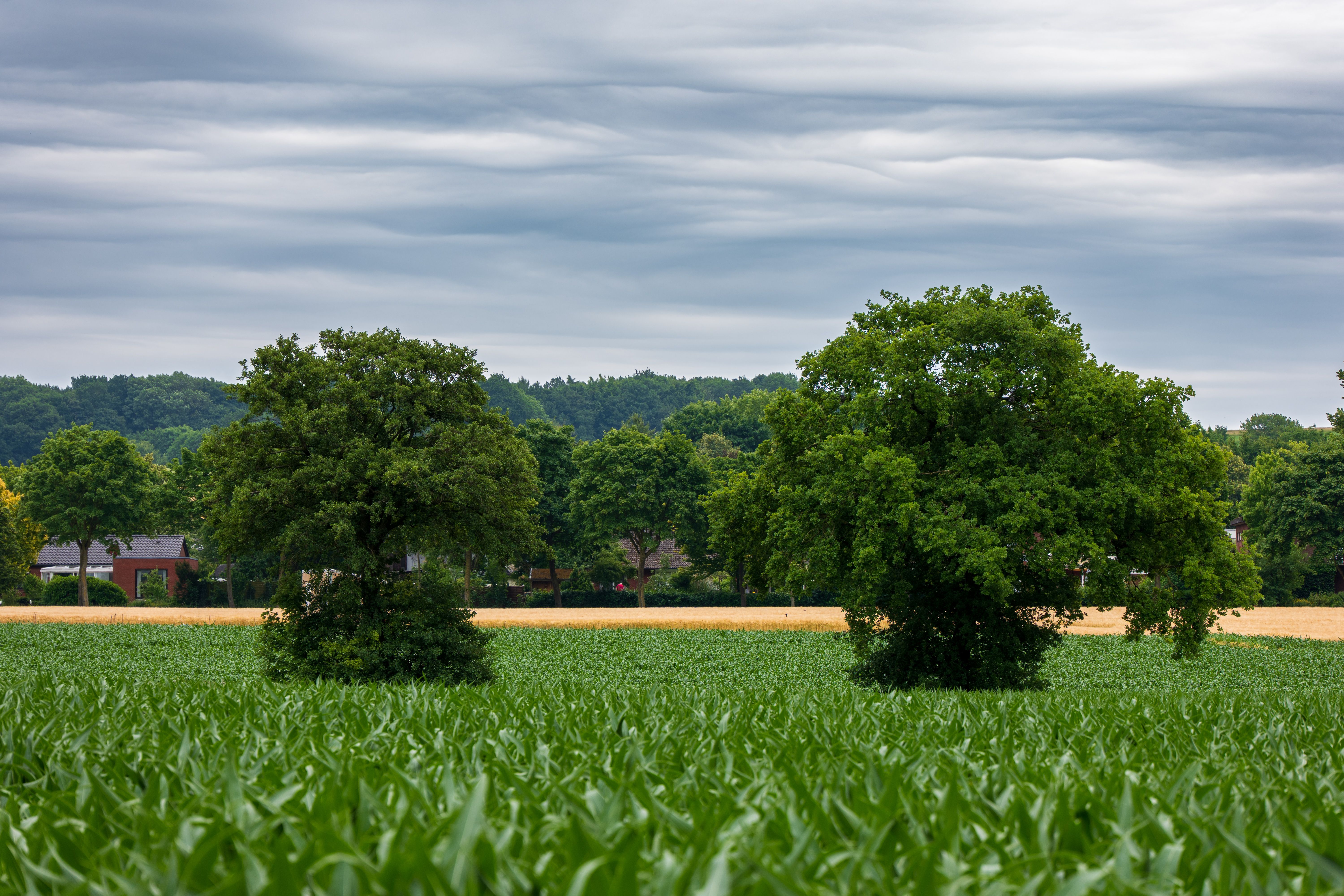 Lush Green Field with Trees under Cloudy Skies · Free Stock Photo