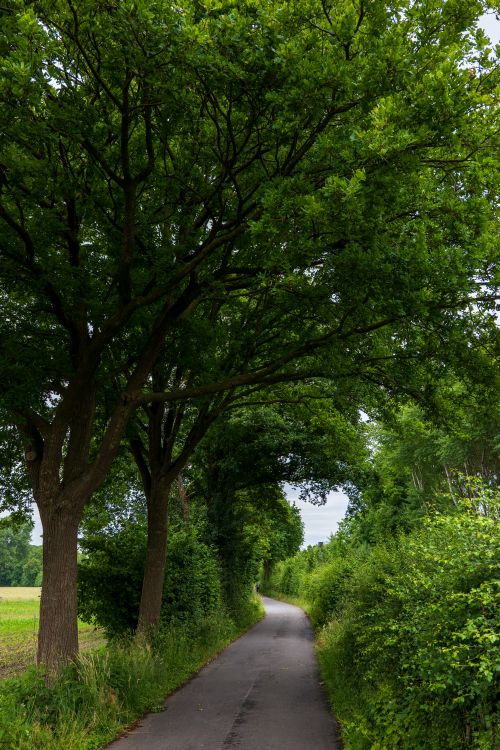 Free A tranquil pathway in the countryside bordered by lush greenery, ideal for nature walks and relaxation. Stock Photo