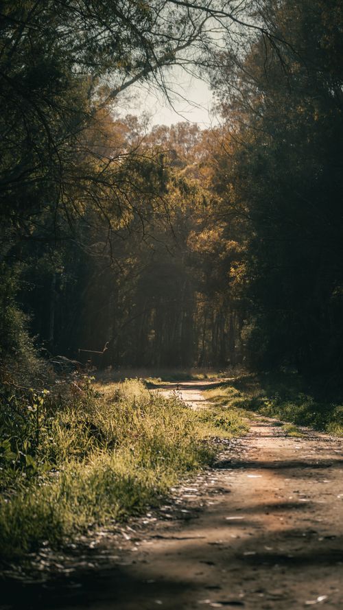 Free A tranquil forest path in Mar del Plata, illuminated by warm sunlight through dense trees. Stock Photo