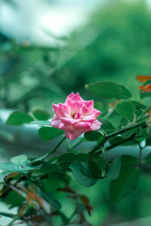 Free A vivid pink rose blooms amidst lush green leaves, captured outdoors in natural light. Stock Photo